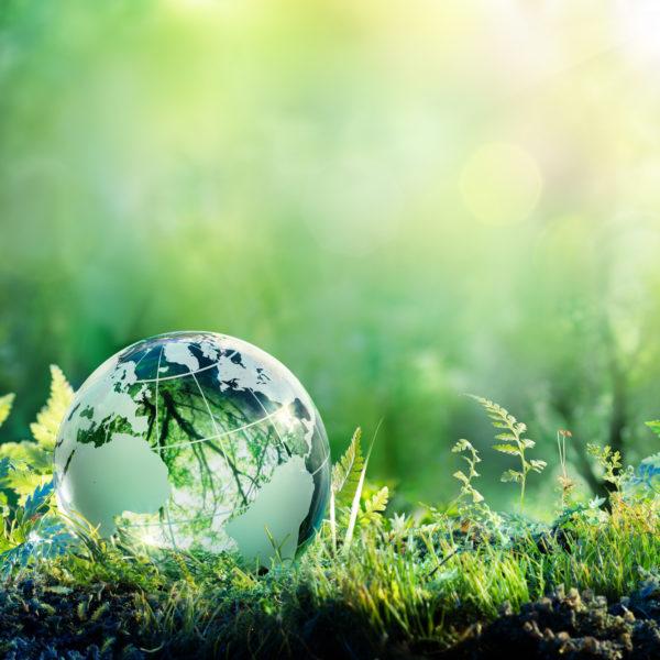 森林苔藓地球仪——环境概念
